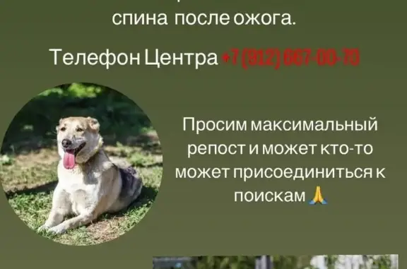 Пропала собака в Свердловской области