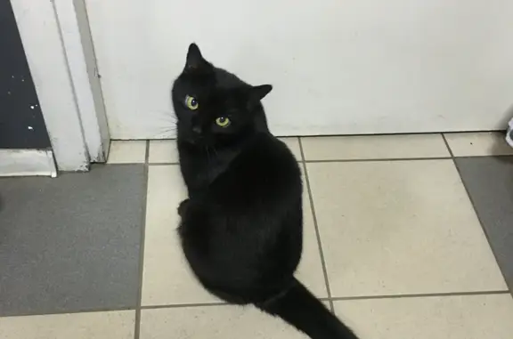 Потерянные животные Санкт-Петербург, фото: Пропала кошка: ул. Ушинского, 12А, СПб