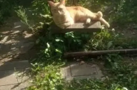 Пропала кошка Рыжик в Московской области