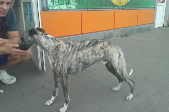 Найдена собака Уиппет, потерялся около магазина Верный в деревне Ивановка, Воскресенский район