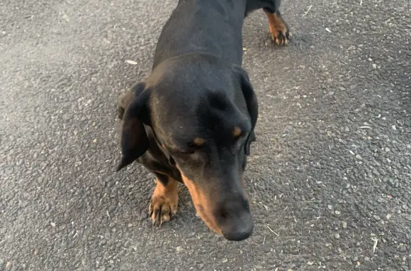 Найдена собака породы такса на Краснофорштадской улице