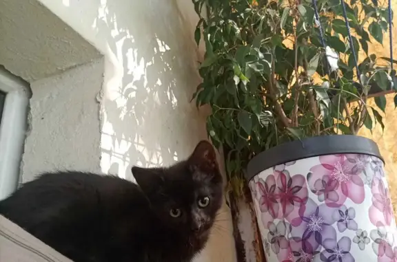 Пропала черная кошка, мальчик, 4 мес., пр-т Ленинского Комсомола, 36