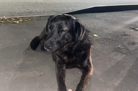 Найдена собака у Татнефти, ул. Ленина, 73, Альметьевск