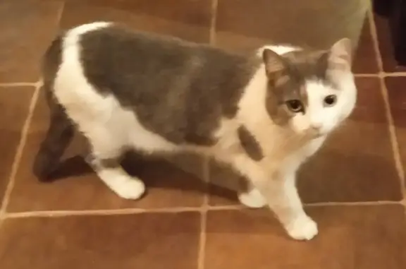 Найдена бело-серая кошка в частном доме, Московская область