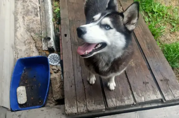 Найдена собака Хаски в Кировском районе Кемерово
