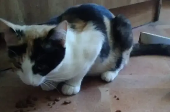 Кошки потеряшки, Тамбов, фото: Потеряшка кошка Бровка на Пензенской ул.