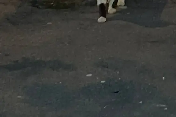 Пропала кошка, видели около Северного бульвара, Москва