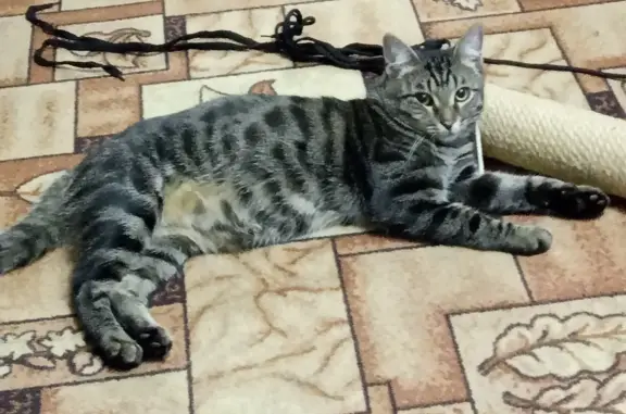Пропал кот коричнего окраса в Богашёвском поселении