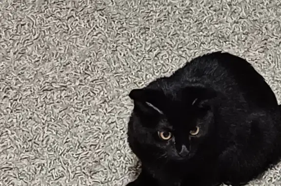 Найден черный котик на 11-й Амурской улице, Омск