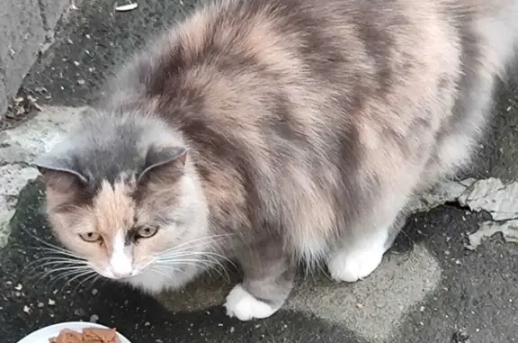 Ухоженная трехцветная кошка на Бартеневской