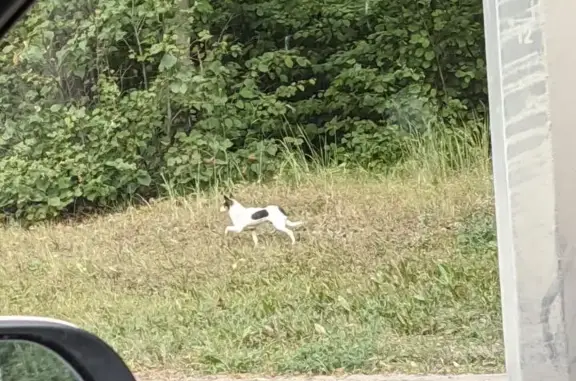Собака потерялась в районе ЖК Олимп, Пенза