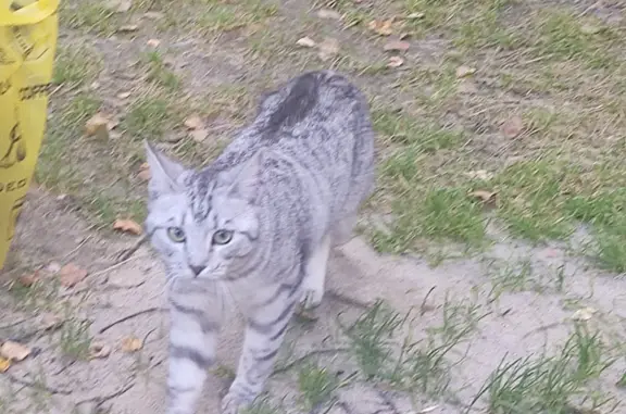 Пропала серая кошка в районе Байкальск-Мурино, Иркутск