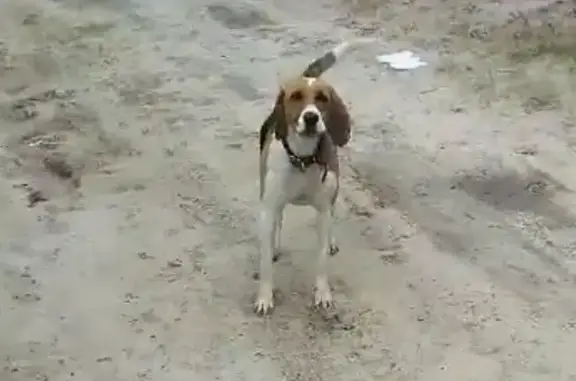 Собака-гончая найдена на Победит-2, ошейник Ханты-Мансийского автономного округа