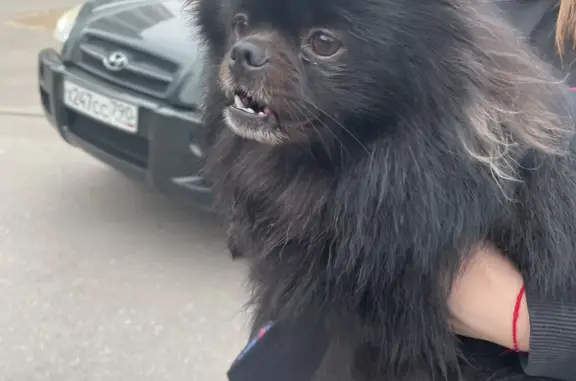 Собака Мальчик найдена на ул. Щорса, 5, Москва