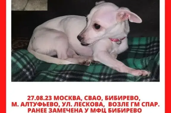 Собака Той-терьер, белый, ул. Лескова 16, Москва