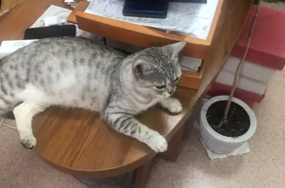 Найдена кошка, серого окраса, р-н Дивногорский, Новосибирск