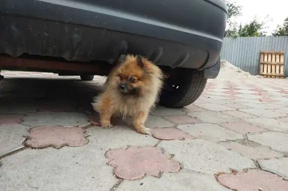 Найдена собака в Творогово, Ярославль