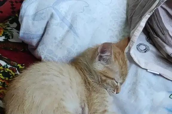 Потерянные животные Москва, фото: Пропала кошка Мальчик, адрес: Открытое шоссе, 24 к3, Москва