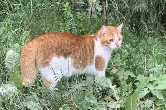 Пропала кошка Яша в Лесколовском поселении