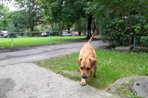 Собака Рыжий пёс, Центральная площадь, Калининград