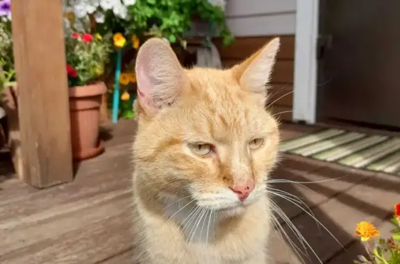 Найден рыжий кот в СНТ 