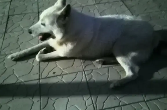 Пропала собака Лайка, ул. Комарова, 33, Белая Калитва