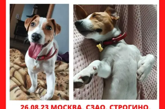 Пропала собака окрасом бело-коричневый, Москва