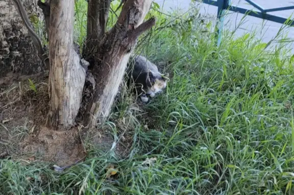Домашняя кошка плачет у дерева на пр. Дзержинского, 19