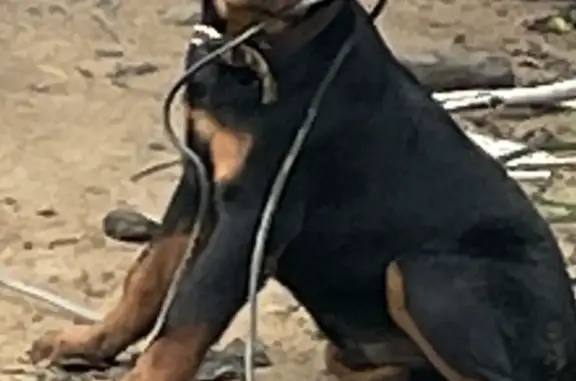 Собаки потеряшки, Санкт-Петербург, фото: Потеряшка собака на улице Афонская, СПб