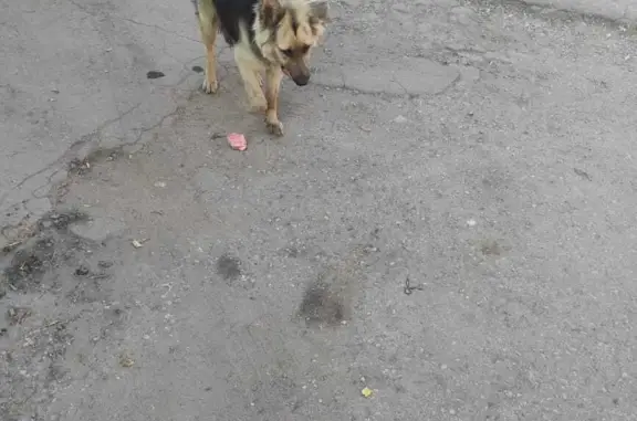 Собака найдена: ул. Доватора, 3, Тула