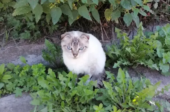 Кот найден на Юбилейной улице