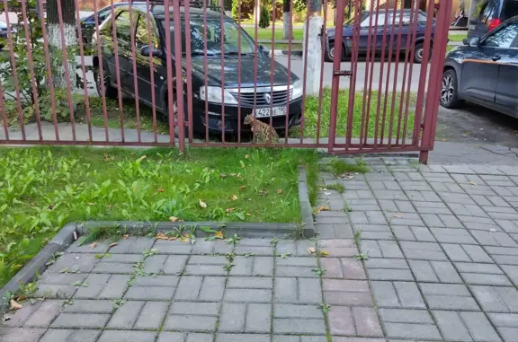 Найдена кошка на Октябрьской ул., 1А, Удельная