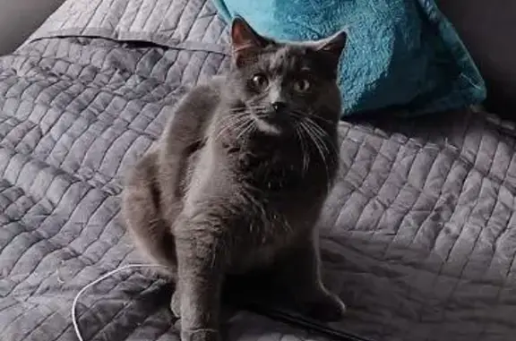 Кошки потеряшки, Санкт-Петербург, фото: Потеряшка кошка ОБИ, Серый окрас, СПб, Товарищеский проспект