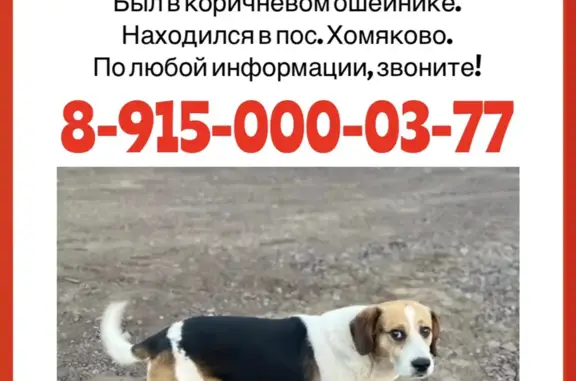 Пропала собака в Тульской области