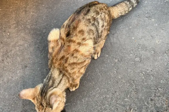 Найдена ручная кошка на Рязанском проспекте