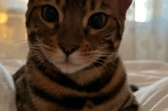 Кошки потеряшки, Киров, фото: Потеряшка кошка, ул. Суворова, Партизаны