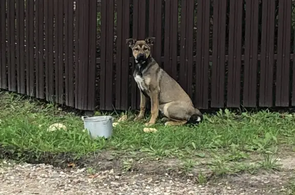 Собака Дворняжка найдена в Сергиевом Посаде