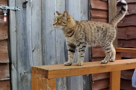 Пропала кошка в Ивдели, ул. Механошина, 80