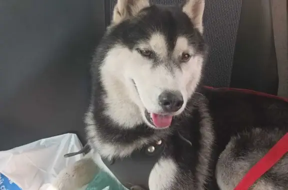 Найдена собака, Московская область, фото: Найдена собака Хаски на Советской улице, Мизиново