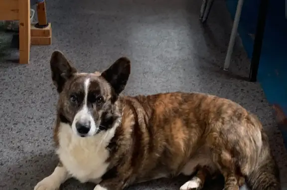 Собаки потеряшки, Москва, фото: Потеряшка корги Филя на Славянском бульваре, Москва