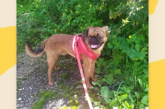 Собаки потеряшки, Москва, фото: Потеряшка щенок брабонсон. Красная площадь, 3, Москва