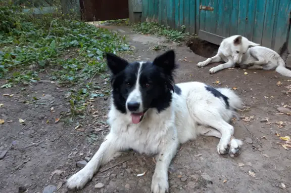 Найден пес, белый с черными пятнами, возле Красного проспекта, 34