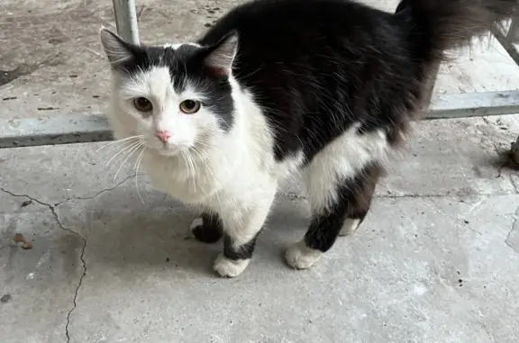 Найден пушистый кот на Башиловской улице, 1 к2, Москва