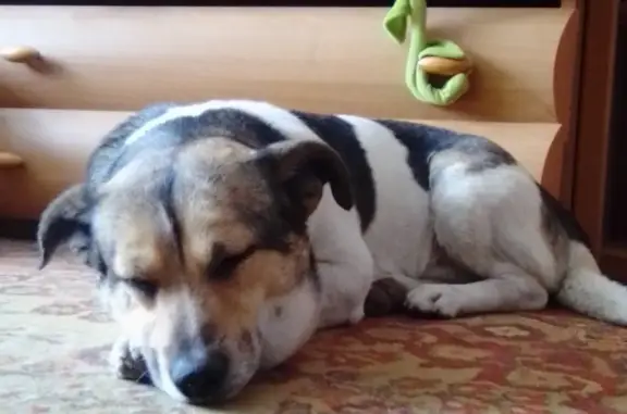 Пропала собака на Октябрьской Революции, 57, Севастополь