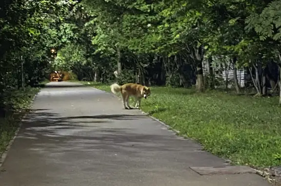 Собака найдена на Дубравной ул., Казань