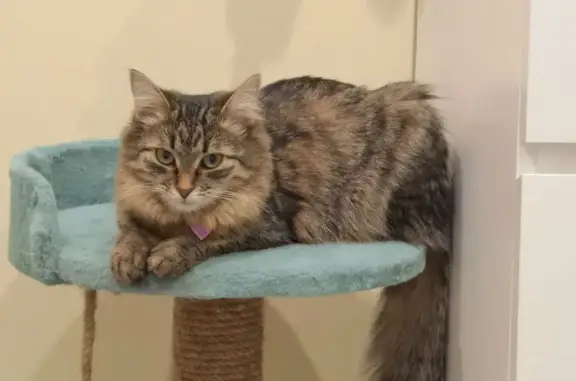 Потерянные животные Москва, фото: Пропала кошка, балкон, Краснобогатырская ул., 25, Москва