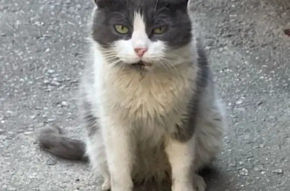 Найдена кошка, ищем хозяина: Лесная улица, Королёв