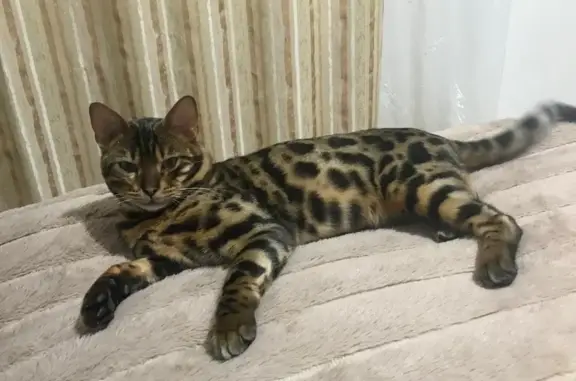 Пропал кот бенгальской породы в Калининградской области