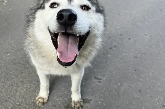 Найдена собака, Московская область, фото: Найдена собака Кобель в Петровском, Московская обл.