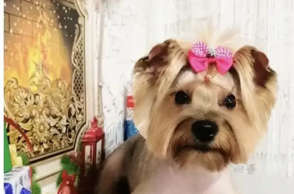 Собаки потеряшки, Санкт-Петербург, фото: Потеряшка собака Боня! Гражданский проспект, СПб.